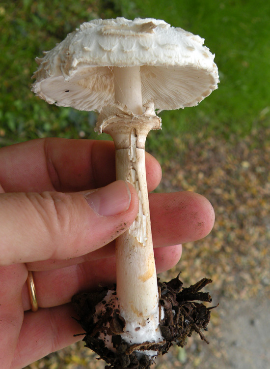 Agaricus, Lepiota o altro?